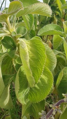 Coleus barbatus