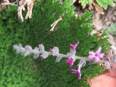 Aloysia