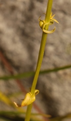 Sebaea elongata