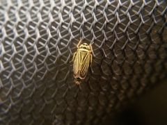 Amblysellus curtisii