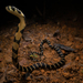 King Cobra - Photo (c) Lawrence Hylton, some rights reserved (CC BY-NC), uploaded by Lawrence Hylton