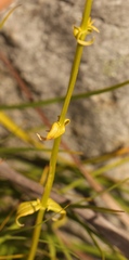 Sebaea elongata