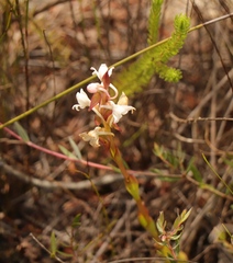 Satyrium acuminatum