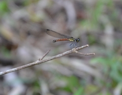 Rhinocypha pagenstecheri timorana