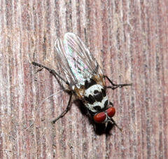 Anthomyia