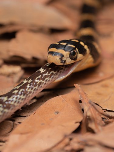 Northern King Cobra