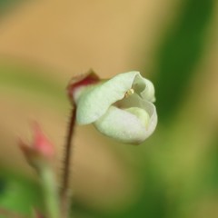 Desmodium arizonicum