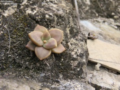 Echeveria xichuensis