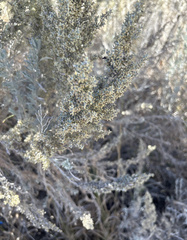 Artemisia filifolia