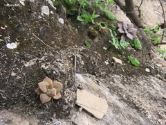 Echeveria xichuensis