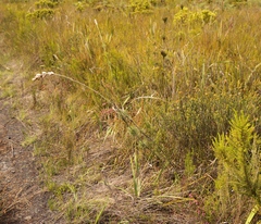 Thamnochortus cinereus