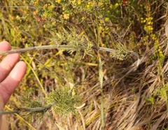 Thamnochortus cinereus