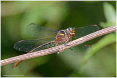 Aphylla distinguenda