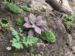 Echeveria xichuensis