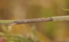 Thamnochortus cinereus