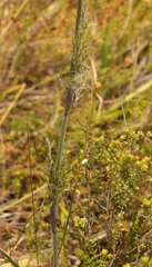 Thamnochortus cinereus