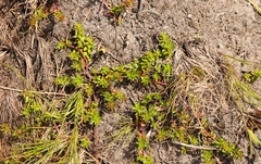 Laurembergia repens