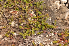 Laurembergia repens