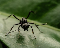 Polyrhachis pilosa