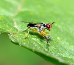 Anaphalantus longicornis