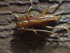 Astetholea pauper