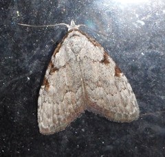 Nola triquetrana