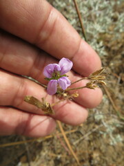 Erodium botrys