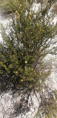 Pegolettia