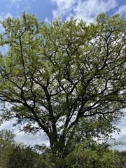 Pterocarpus angolensis