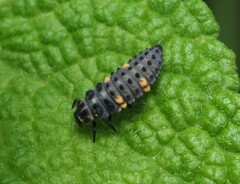 Coccinella undecimpunctata