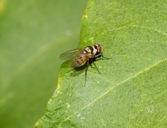 Anthomyia