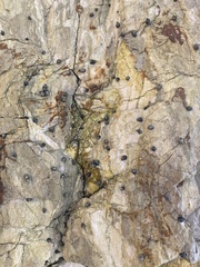 Littorina subrotundata