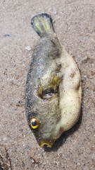 Arothron immaculatus