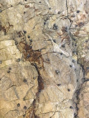 Littorina subrotundata