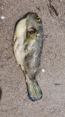 Arothron immaculatus
