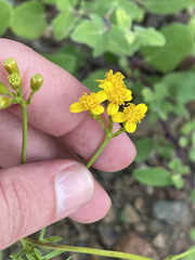 Coreocarpus dissectus