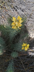 Crotalarieae