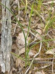 Microtis unifolia