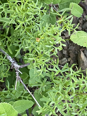 Coreocarpus dissectus