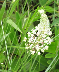 Schizocarphus nervosus