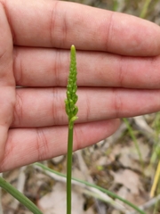Microtis unifolia