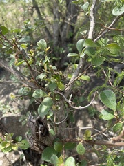 Terminalia phanerophlebia