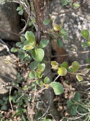 Terminalia phanerophlebia