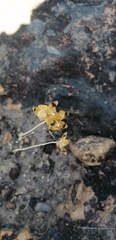 Ornithogalum maculatum