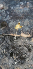 Ornithogalum maculatum