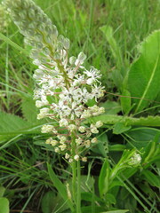 Schizocarphus nervosus