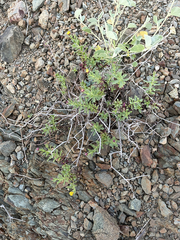 Bajacalia tridentata