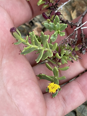 Bajacalia tridentata