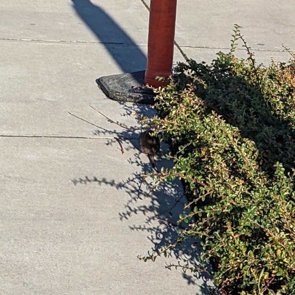 Murines From Vallejo Ferry Building Vallejo CA 94590 USA On November murines-from-vallejo-ferry-building-vallejo-ca-94590-usa-on-november