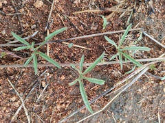 Ipomoea bolusiana